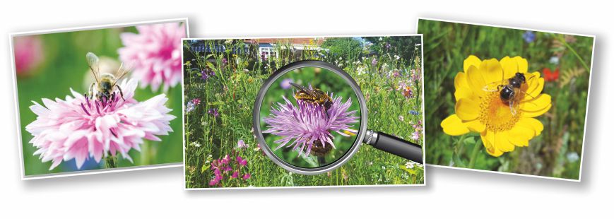 Bienenrettung Werden Sie zum Bienenretter