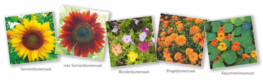 Saatsorten für Saat-Werbetrommeln Saatsorten für Saat Werbetrommeln